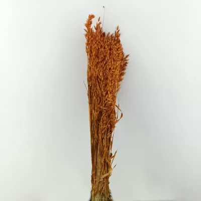 Avena colorata teak gr.200