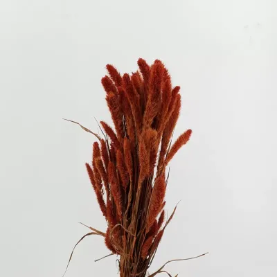 Setaria olanda arancione (gr.250)