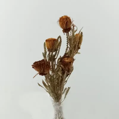 Dryandra mini pz.5 naturale