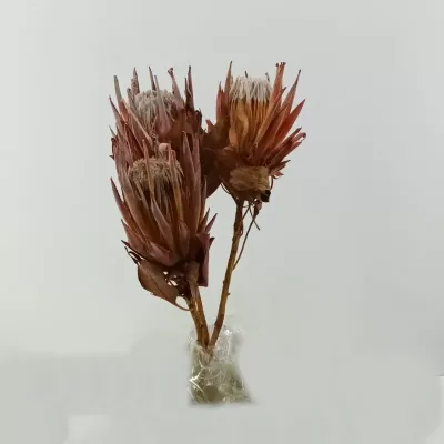 Protea flower king pz.3 rosso naturale
