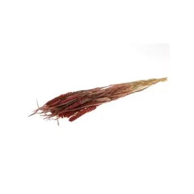 Canary millet cm.70 dk.brown (gr.100)