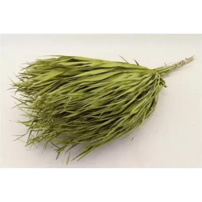 Chamaerops cm.70 verde (pz.10)
