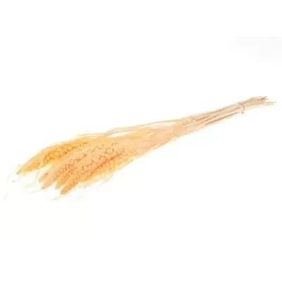 Canary millet cm.70 salmone (gr.100)