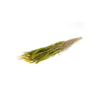 Canary millet cm.70 verde (gr.100)
