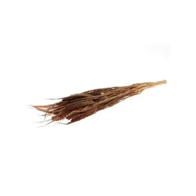 Canary millet cm.70 lt.brown (gr.100)