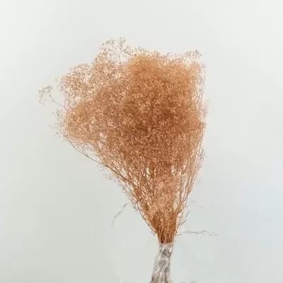 Gypsophila pres.cipria(gr.50)
