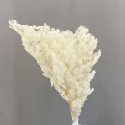 Ming fern preservato (gr.120) bianco