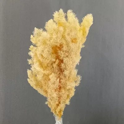 Ming fern preservato (gr.120) pesca