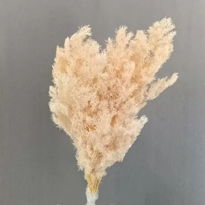 Ming fern preservato (gr.120) cipria