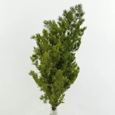 Ming fern preservato (gr.120) verde muschio