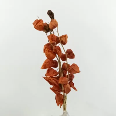 Physalis naturale cm.70 (pz.5)