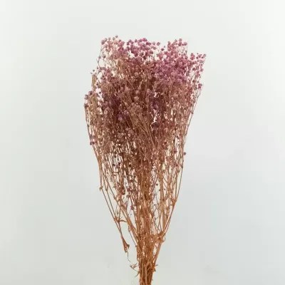 Gypsophila paniculata pres. (gr.100) lilla