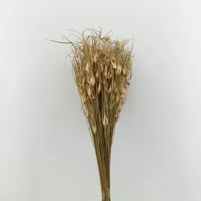 Tulip star (gr.150) naturale