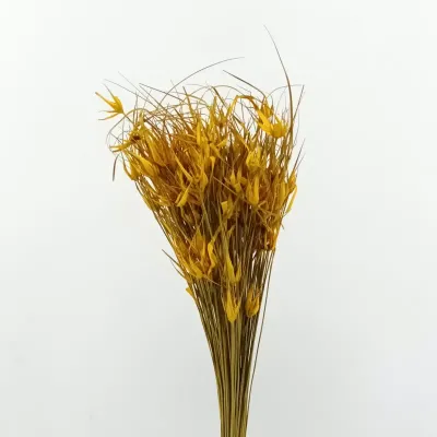 Tulip star (gr.150) giallo oro