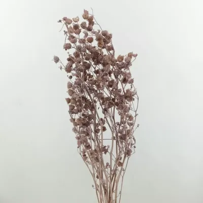 Rami stefani dusty milka 100cm (x5 pz ca)