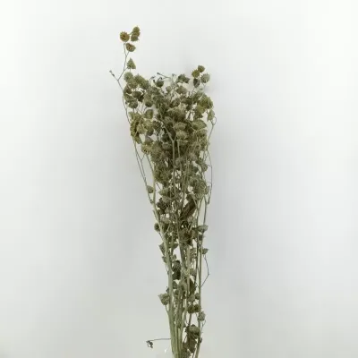 Rami stefani ice green 100cm (x5 pz ca)