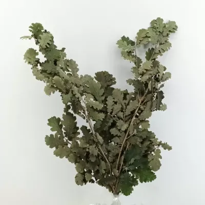Quercia rami stabilizzato (gr.150) verde
