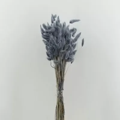 Lagurus (gr.100) grigio