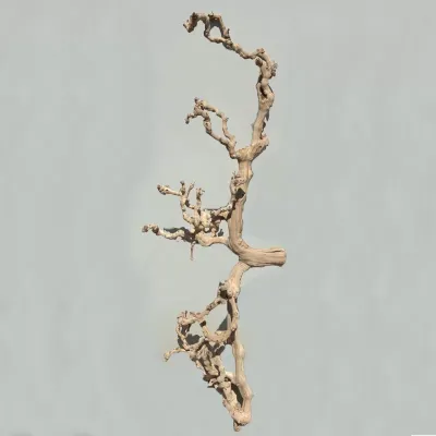 Grape wood cm.150 sabbiato