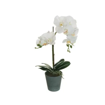 Cv-phalaenopsis cm. 048 bianco