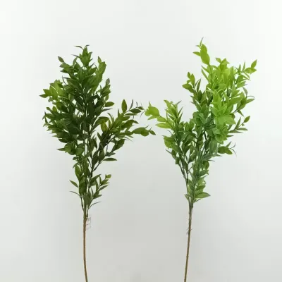 Ramo ruscus verde 2tone ass
