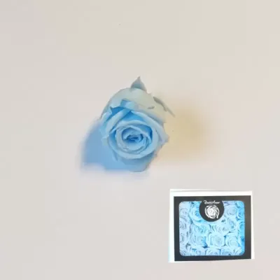 Rosa pres. d.03 azzurro (pz.25)