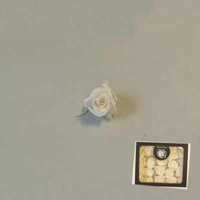 Rosa pres. d.03 champagne (pz.25)