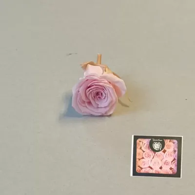Rosa pres. d.03 rosa (pz.25)