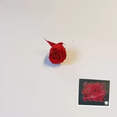 Rosa pres. d.03 rosso (pz.25)