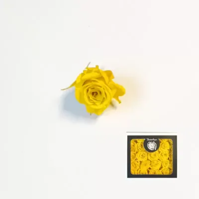 Rosa pres. d.03 giallo (pz.25)