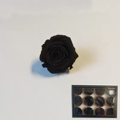 Rosa pres. d.04 nero (pz.12)