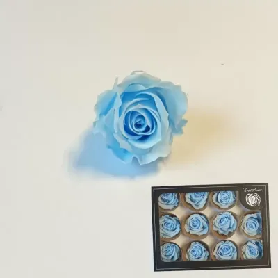 Rosa pres. d.04 azzurro (pz.12)