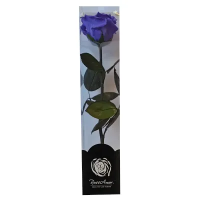 Rosa pres. con stelo h30 viola