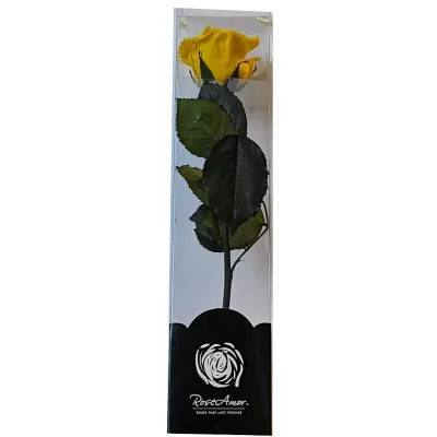 Rosa pres. con stelo h30 giallo