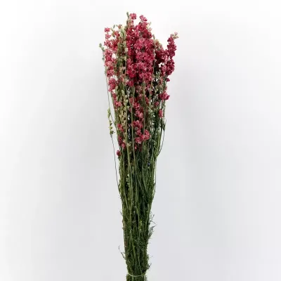 Delphinium mazzo rosa gr.100