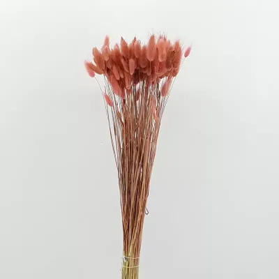 Lagurus rosa antico (gr.100)