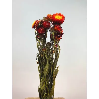 Helichrysum rosso