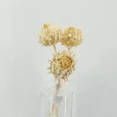 Cynara col bianco (pz.3)