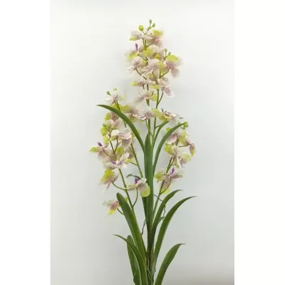 Wanda ramo cm.133 viola-verde