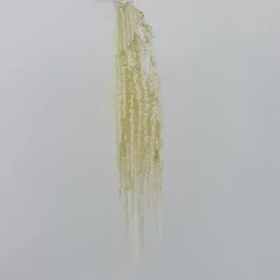 Amaranthus caudatus extra bianco (5steli)