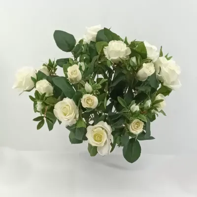 Rosa mazzo cm.59 bianco