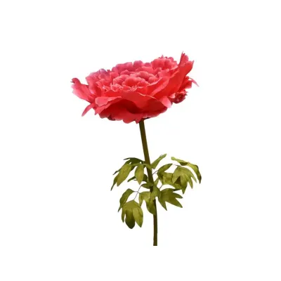 Peonia gigante h.135 fucsia