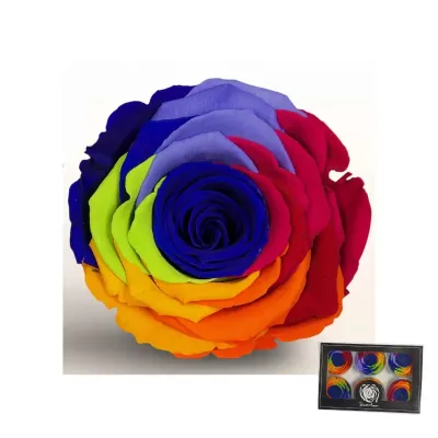 Rosa pres. r.06 rb blu (pz.6)