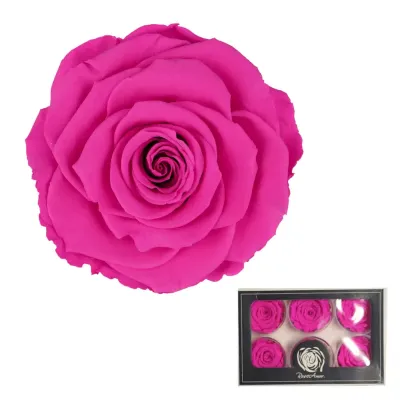 Rosa pres. d.06 fucsia (pz.6)