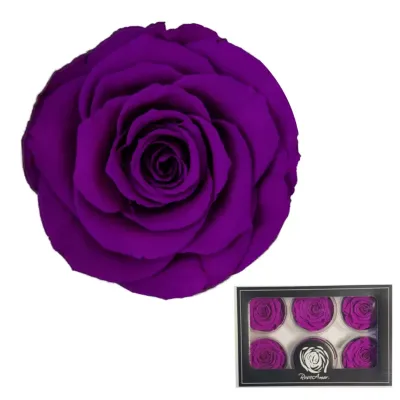 Rosa pres. d.06 viola (pz.6)