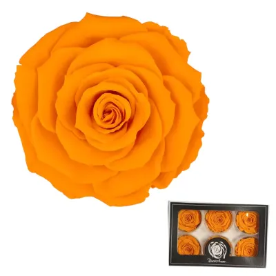 Rosa pres. d.06 giallo scuro (pz.6)