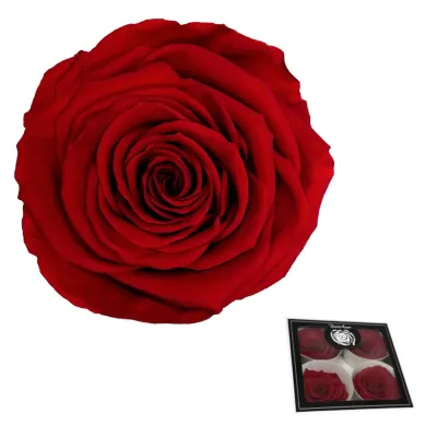 Rosa pres. d.07 rosso (pz.4)