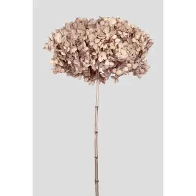 Ortensia annabel cm.70 nocciola