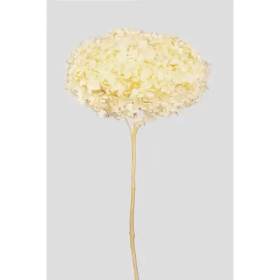Ortensia annabel cm.70 giallo chiaro