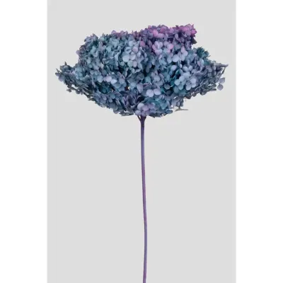Ortensia annabel cm.70 blu viola